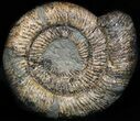 Sliced Speetoniceras Ammonite With Druzy Pyrite #37862-2